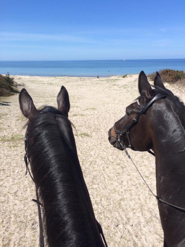 Dansk Varmblod Fascination billede 13