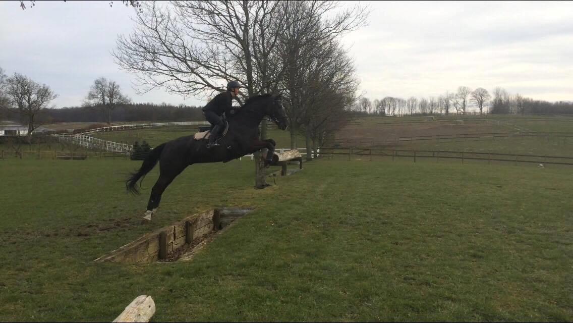 Dansk Varmblod Fascination billede 12