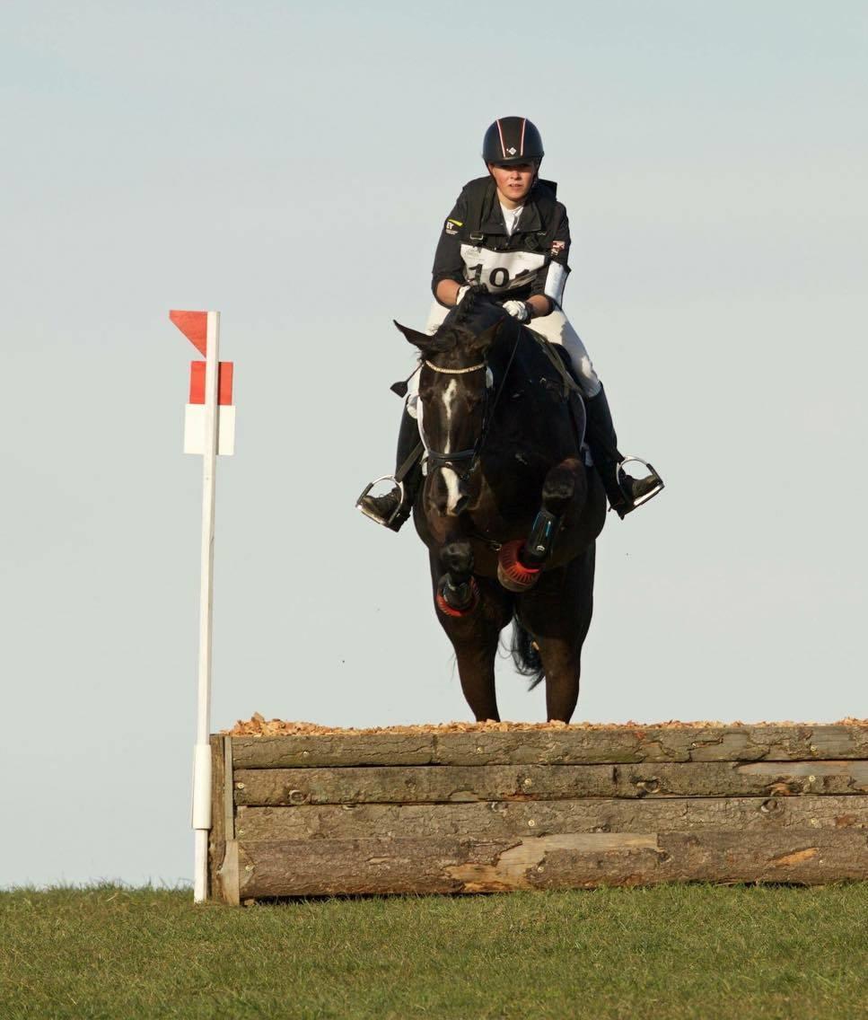 Dansk Varmblod Fascination billede 15