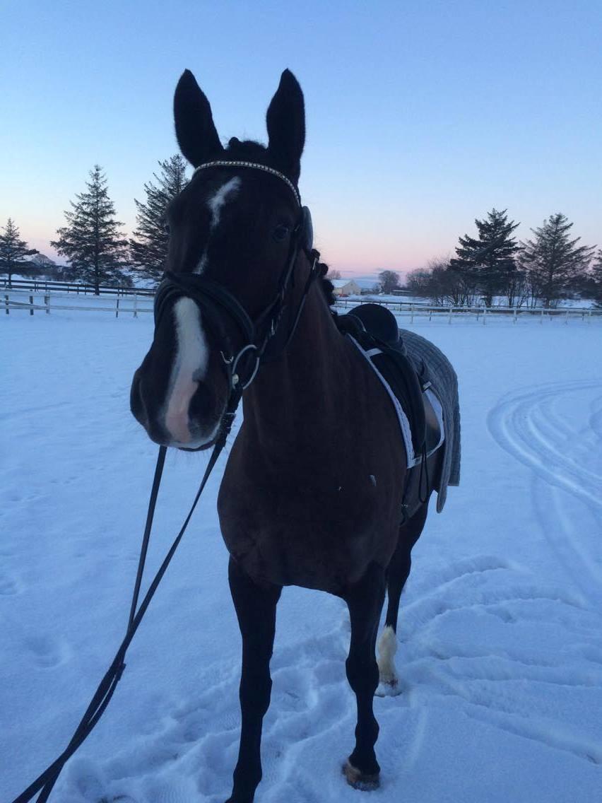 Dansk Varmblod Fascination billede 16