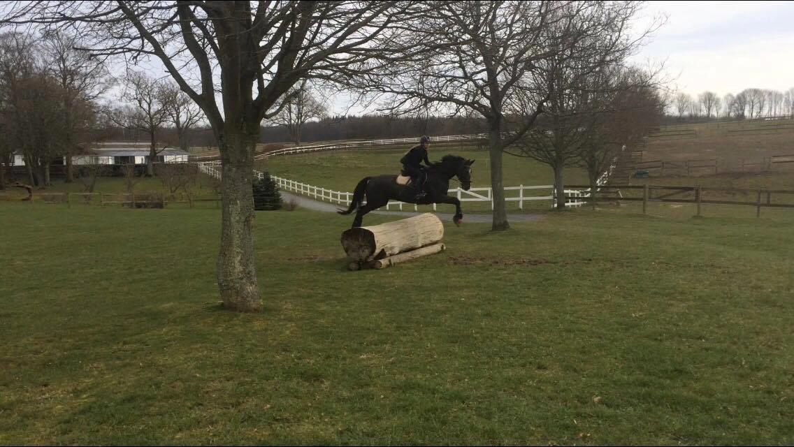 Dansk Varmblod Fascination billede 14