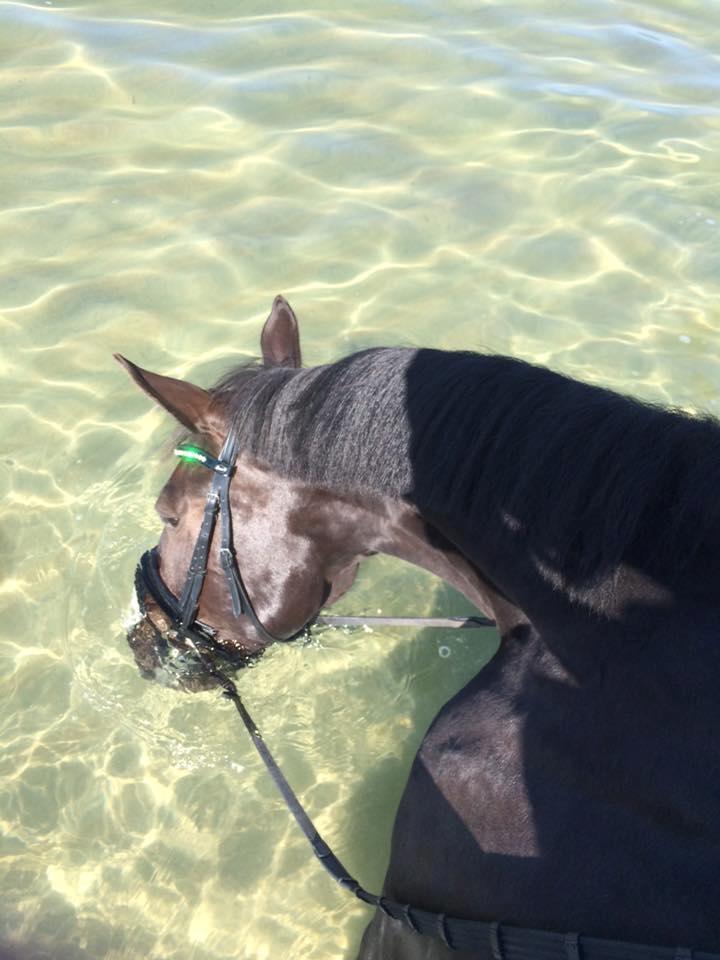 Dansk Varmblod Fascination billede 18