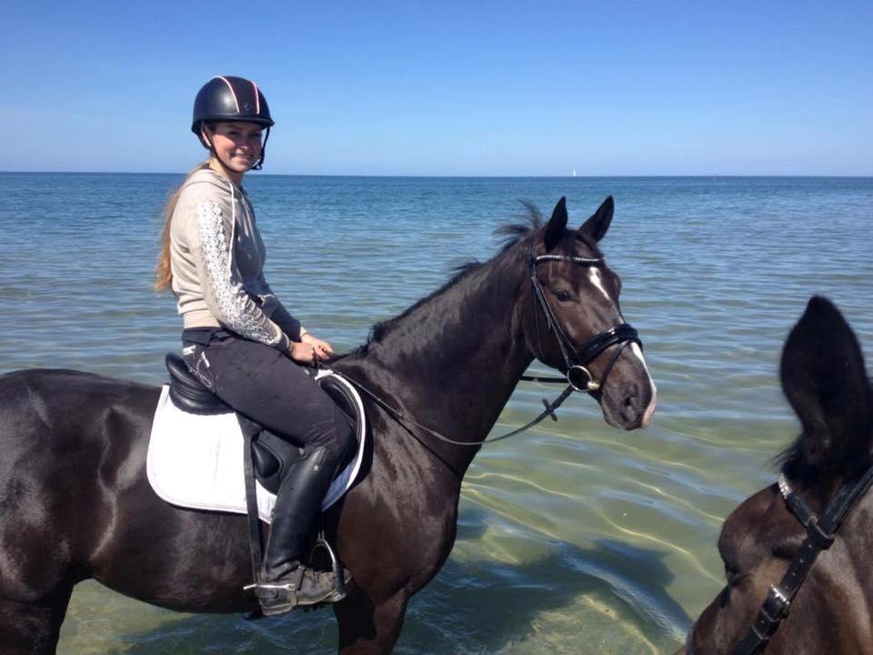 Dansk Varmblod Fascination billede 17