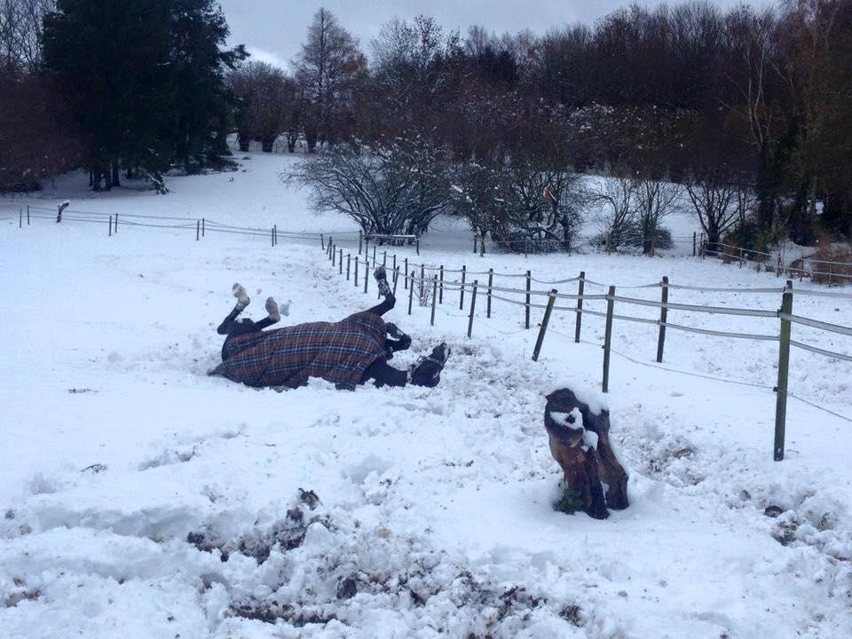 Dansk Varmblod Fascination billede 19