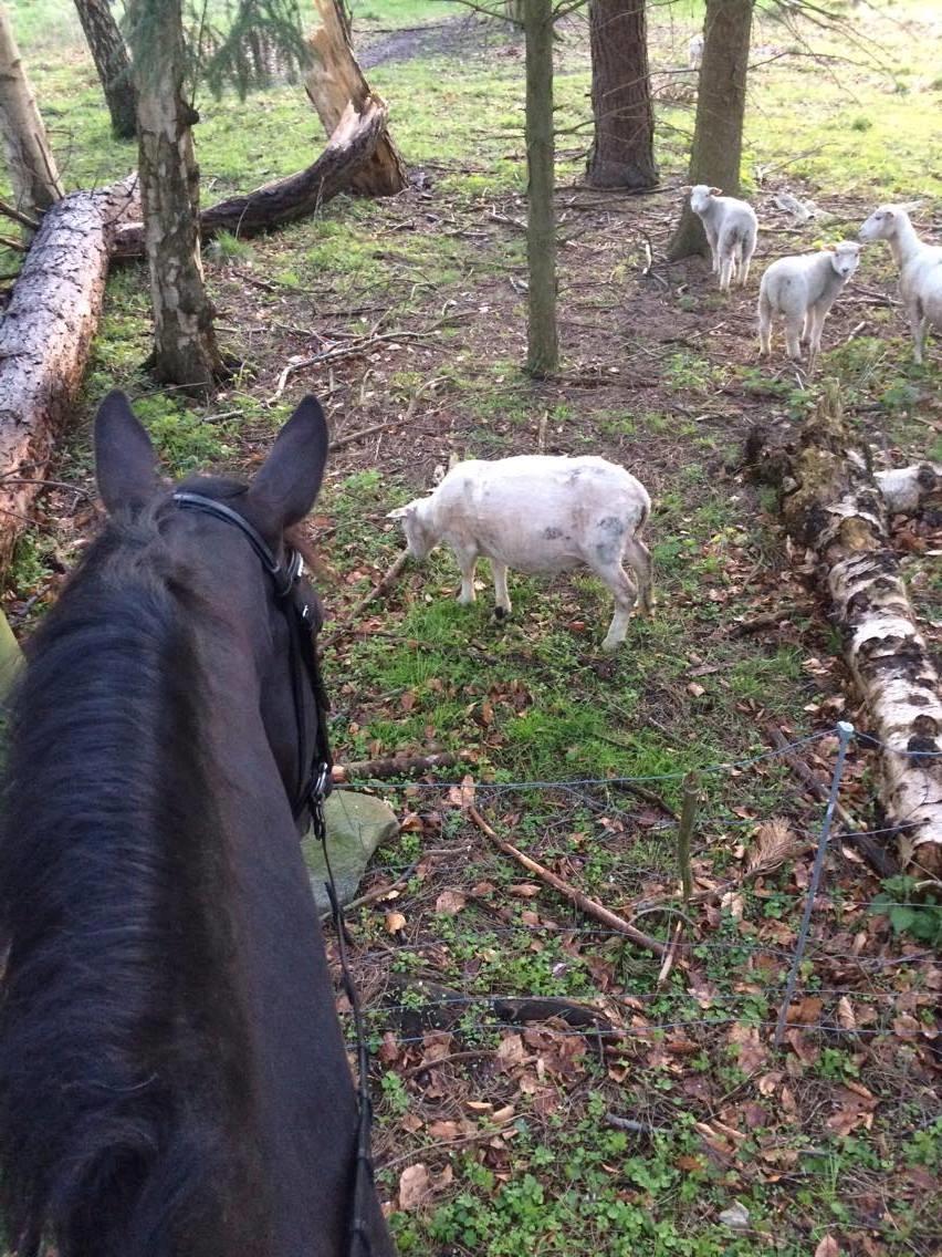 Dansk Varmblod Fascination billede 20