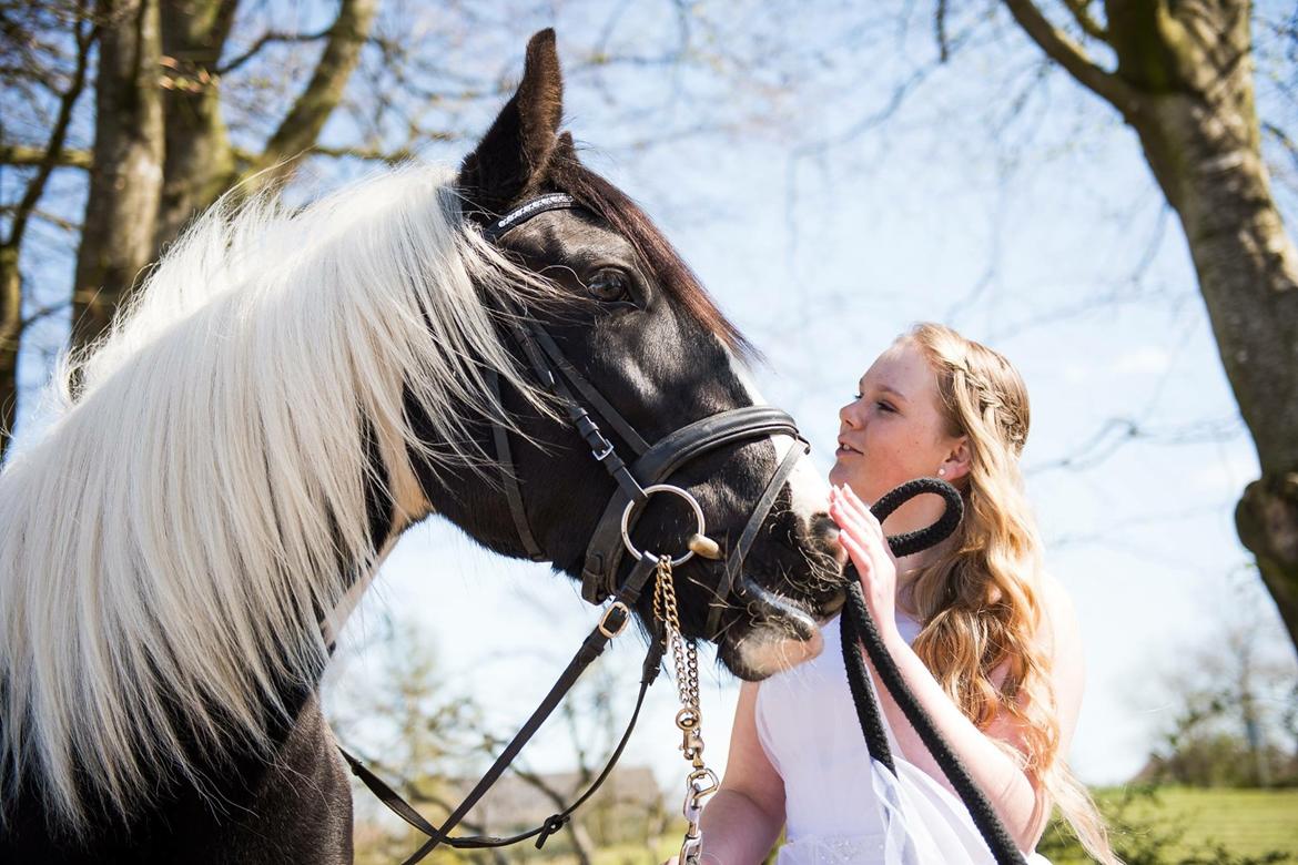 Tinker Møllegårdens Cherie - Jeg blev overrasket med at Cherie var gjordt så fint klar til min konfirmation <3 billede 20