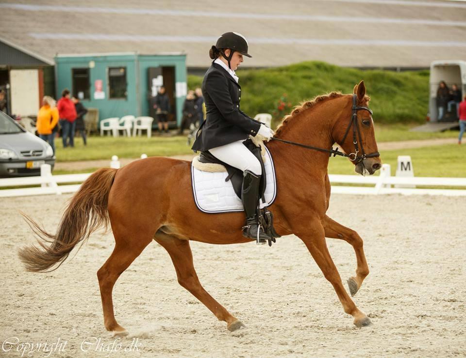 Welsh Partbred (Sec F) Paula billede 3