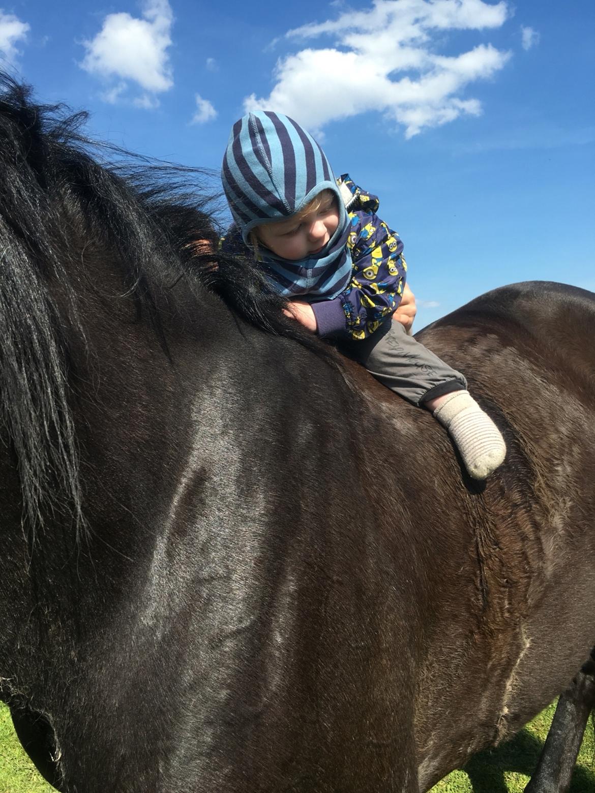 Traver I Wish Icould Fly ( evige græsmarker ) billede 18