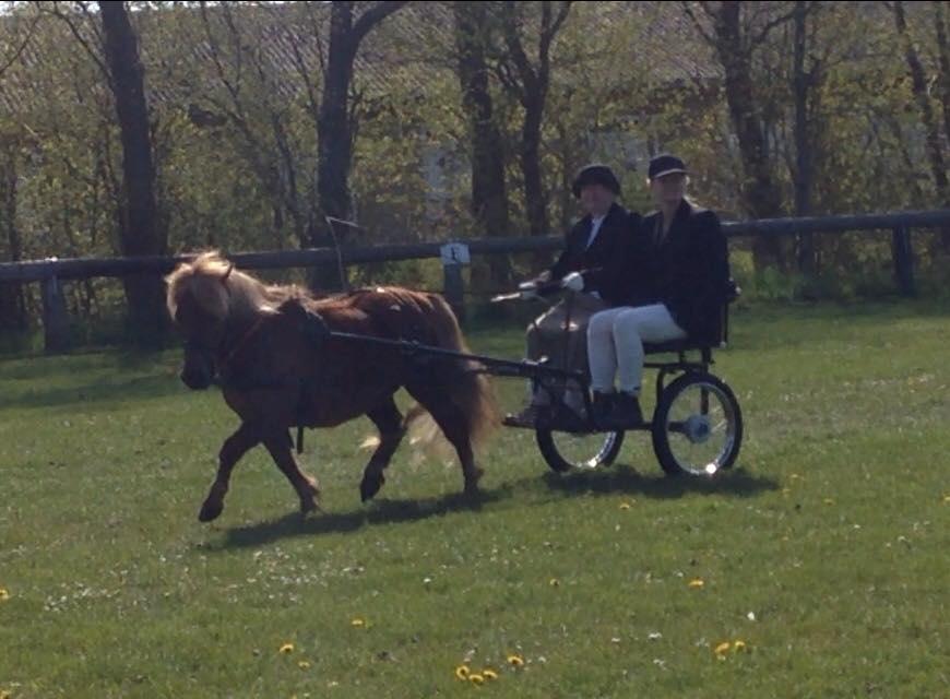 Shetlænder Markeslevgårds sam - Kalundborg køreforening. Vores første dressur stævne billede 16