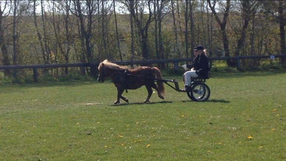 Shetlænder Markeslevgårds sam - Tak til min groom Nanna  billede 17