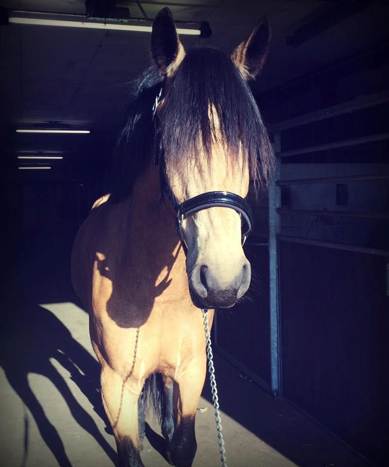 Anden særlig race Corano billede 3