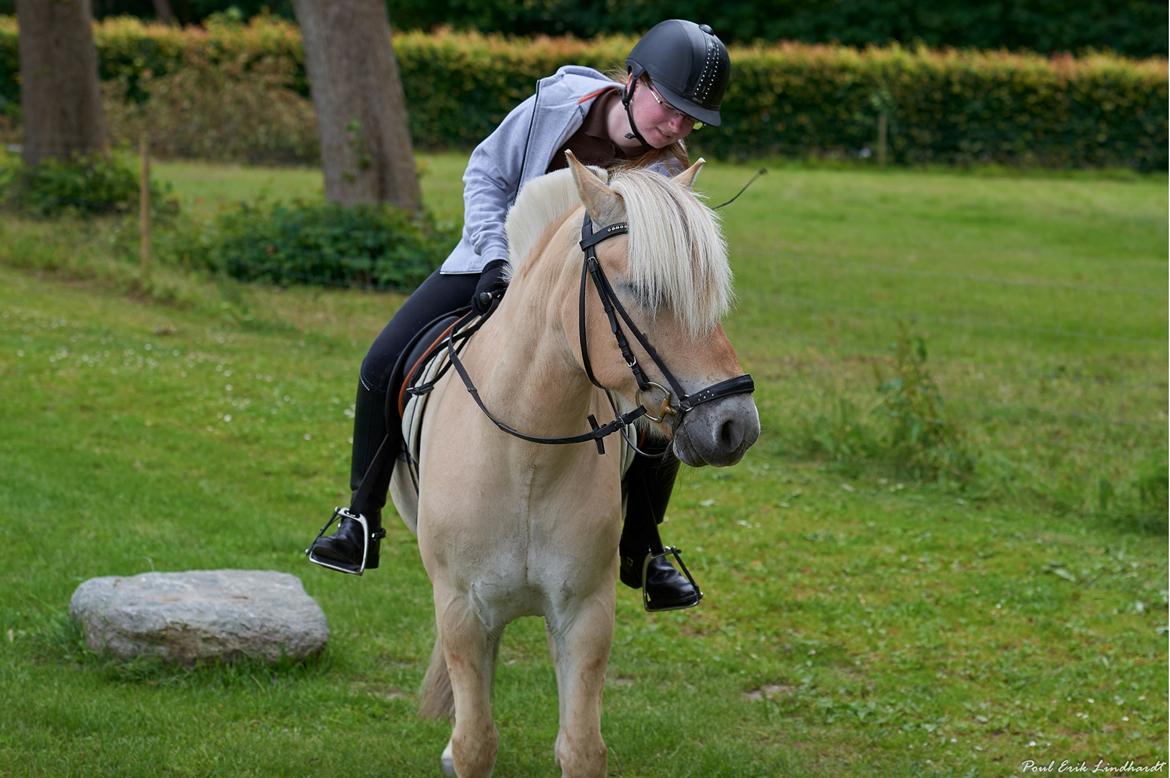 Fjordhest Stald Kiels Natur billede 18