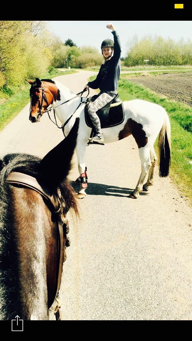 Pinto Randrupmølles Grace Kelly billede 18