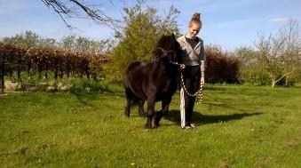 Shetlænder Vestervang felix billede 28