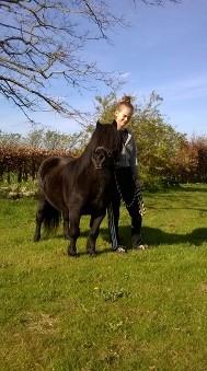 Shetlænder Vestervang felix billede 29