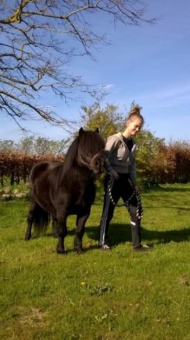 Shetlænder Vestervang felix billede 30