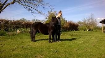 Shetlænder Vestervang felix billede 14