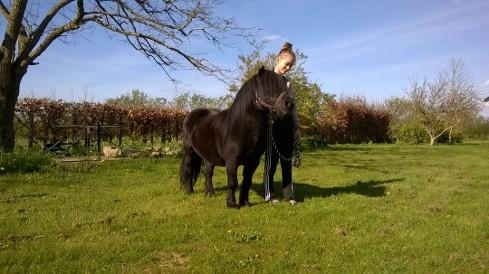 Shetlænder Vestervang felix billede 31