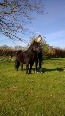 Shetlænder Vestervang felix billede 3