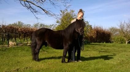 Shetlænder Vestervang felix billede 2