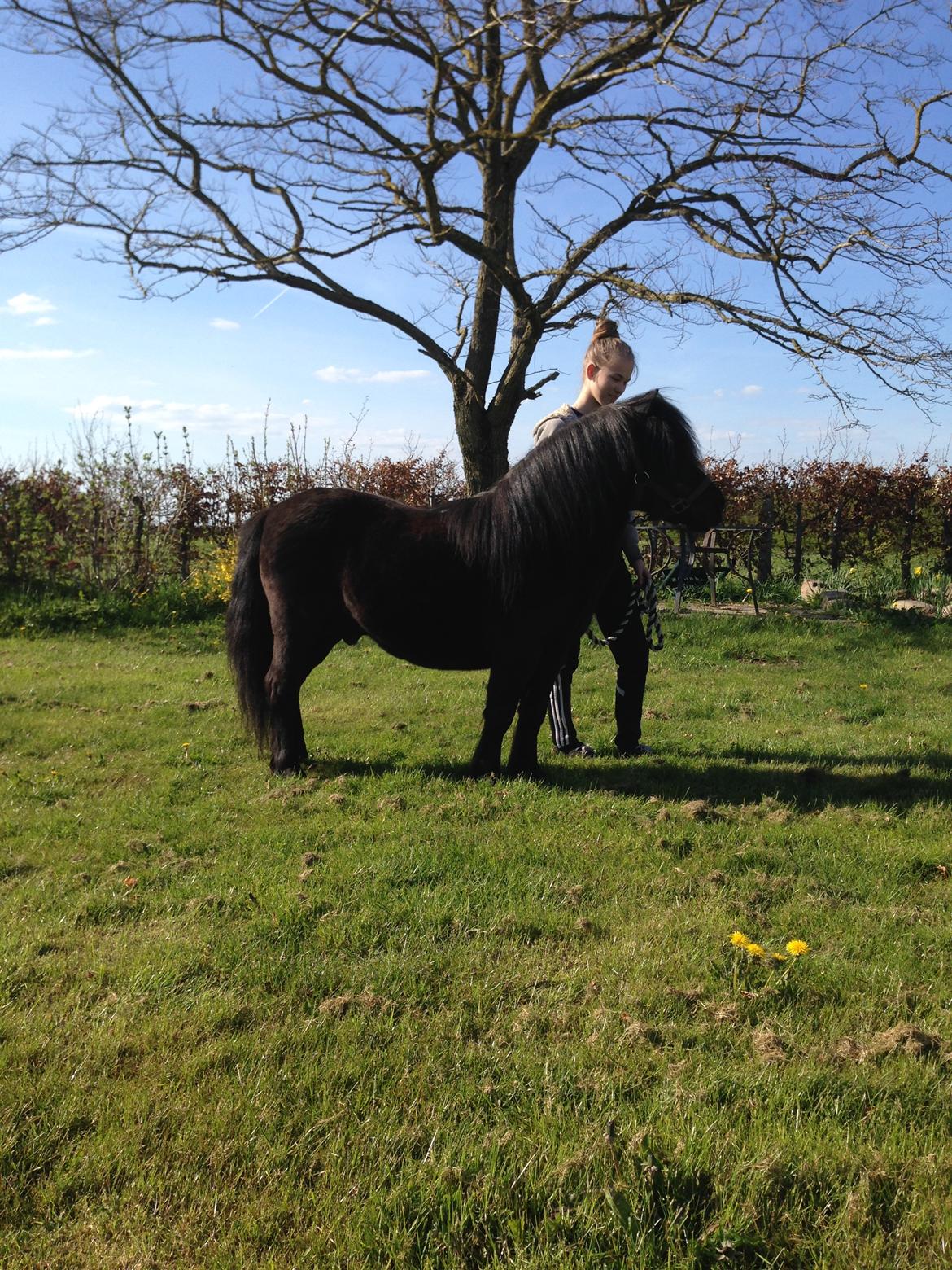 Shetlænder Vestervang felix billede 32