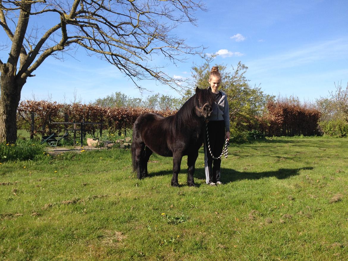 Shetlænder Vestervang felix billede 33