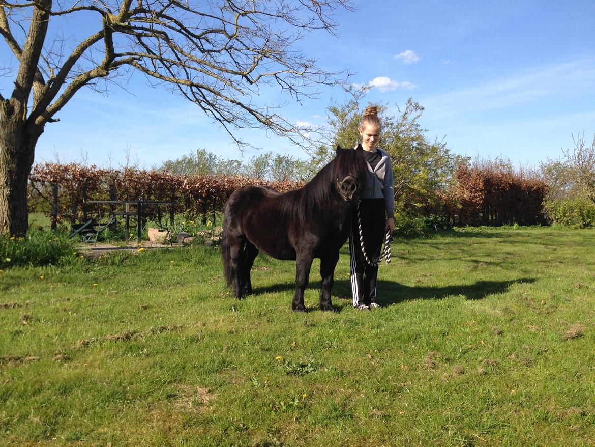 Shetlænder Vestervang felix billede 1