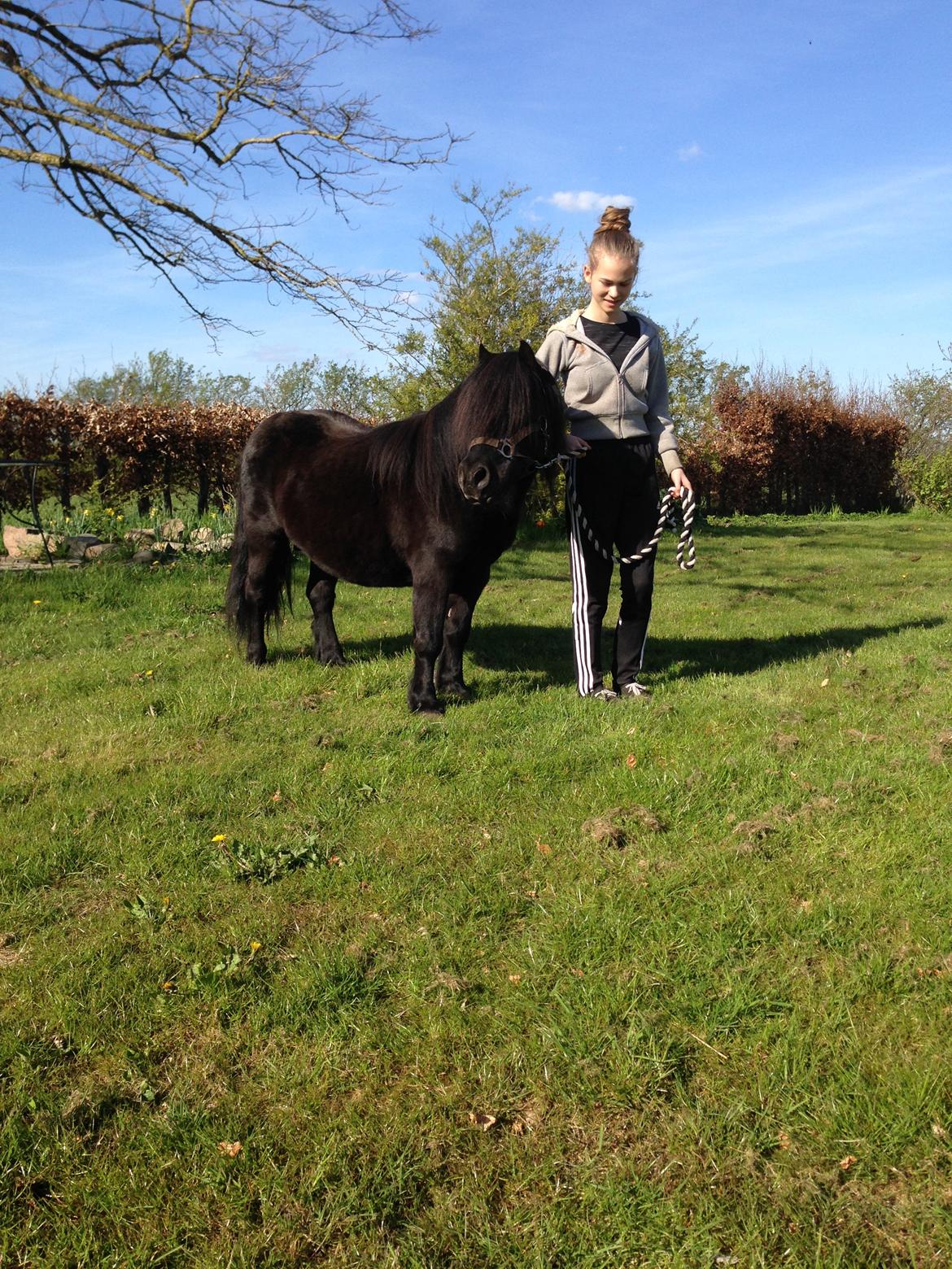 Shetlænder Vestervang felix billede 34