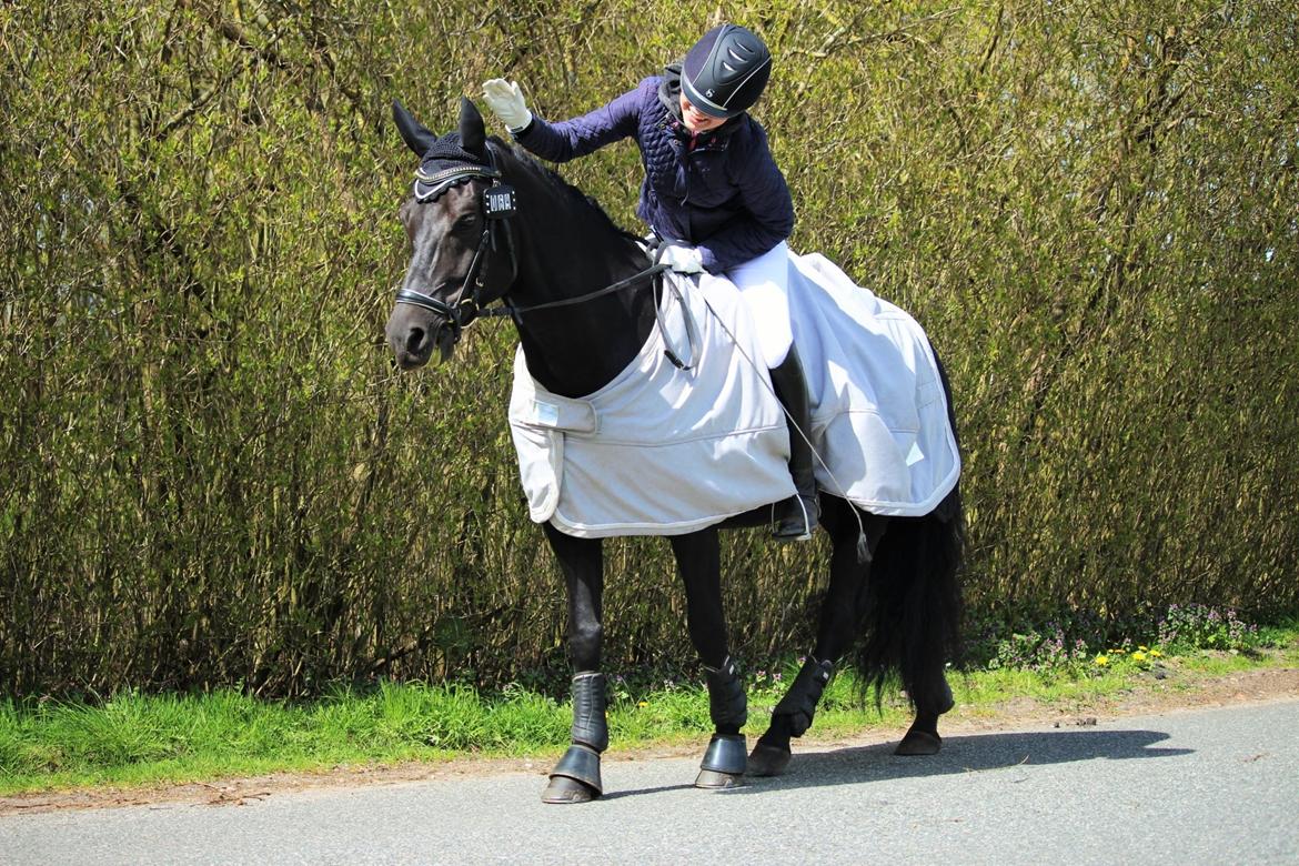 New Forest Hallinds Kaiser billede 10