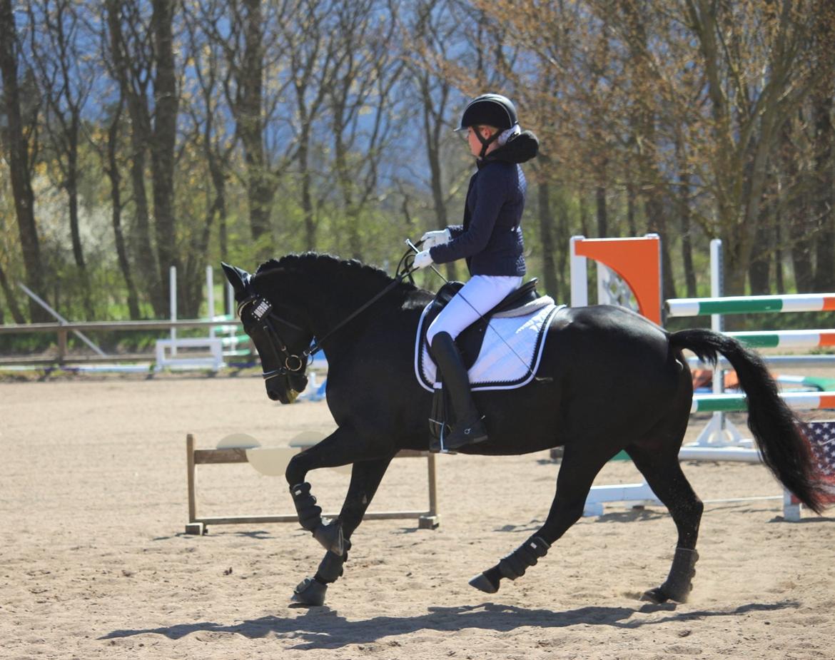 New Forest Hallinds Kaiser billede 13