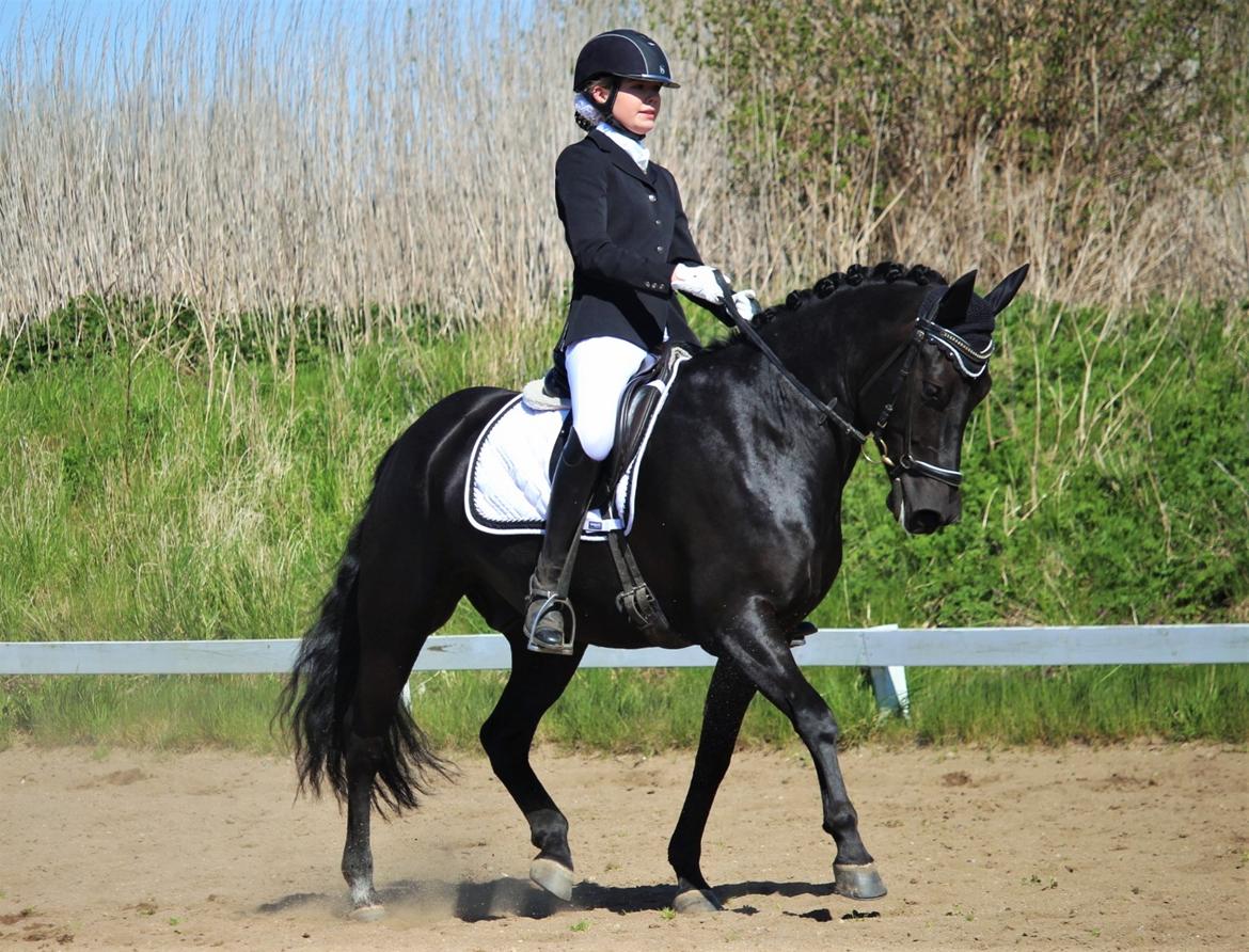 New Forest Hallinds Kaiser billede 9