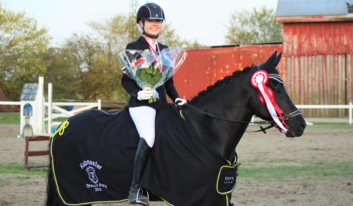 New Forest Hallinds Kaiser - KLUBMESTRE 2016 PONY DRESSUR! billede 2