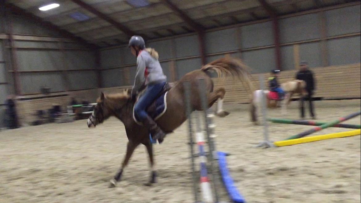 Welsh Pony (sec B) Bourbon billede 12