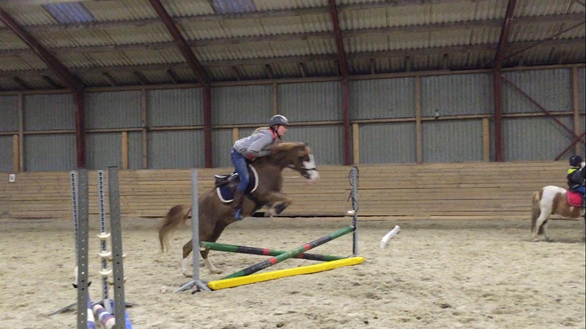 Welsh Pony (sec B) Bourbon billede 13