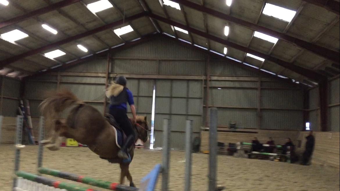 Welsh Pony (sec B) Bourbon billede 14