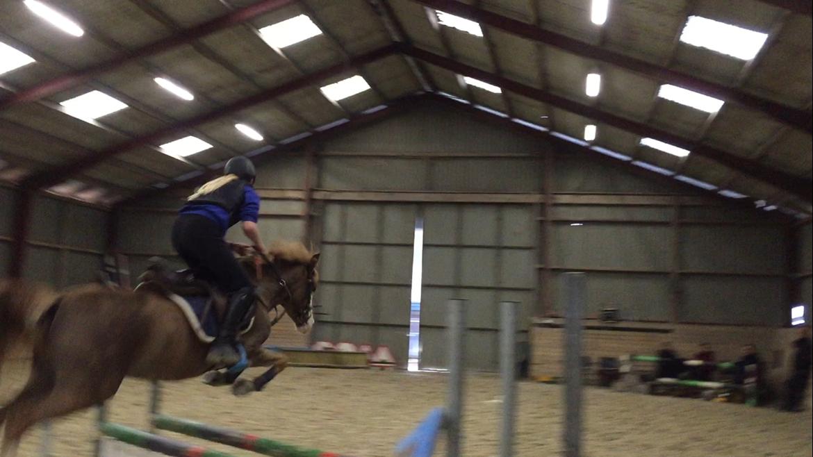 Welsh Pony (sec B) Bourbon billede 15
