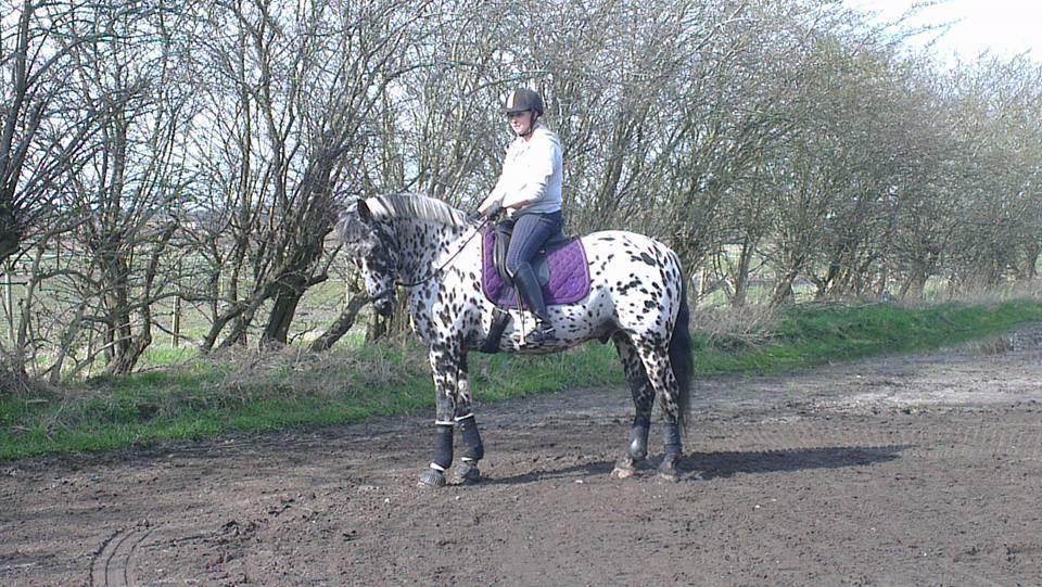 Knabstrupper P.T. Maximus - Marts 2016 billede 9