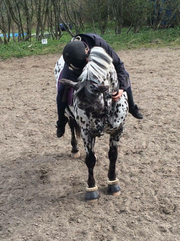 Knabstrupper P.T. Maximus - Maj 2016 billede 13