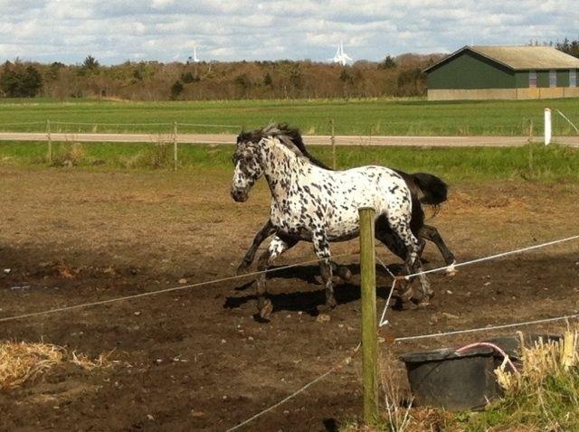 Knabstrupper P.T. Maximus - Maj 2016 billede 15