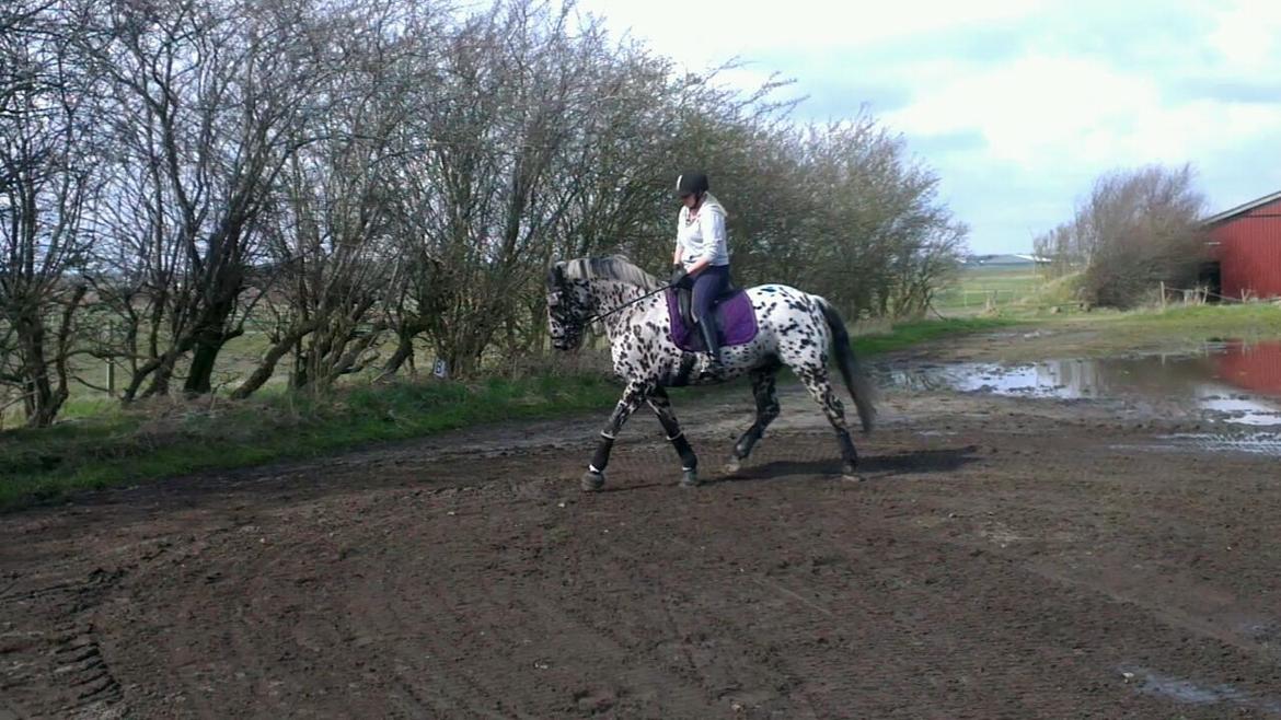 Knabstrupper P.T. Maximus - April 2016 billede 16