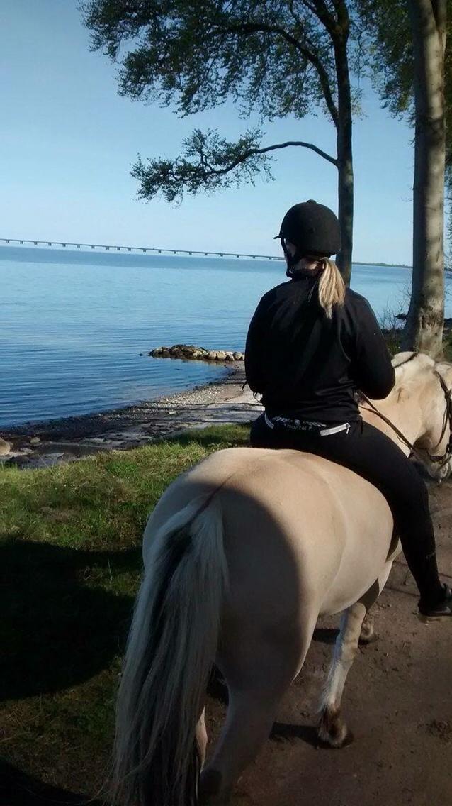 Fjordhest Murphy (solgt 15/6-17) billede 11