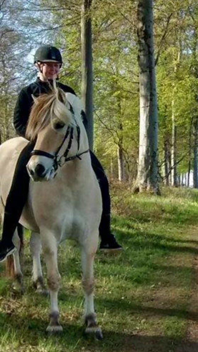 Fjordhest Murphy (solgt 15/6-17) billede 10