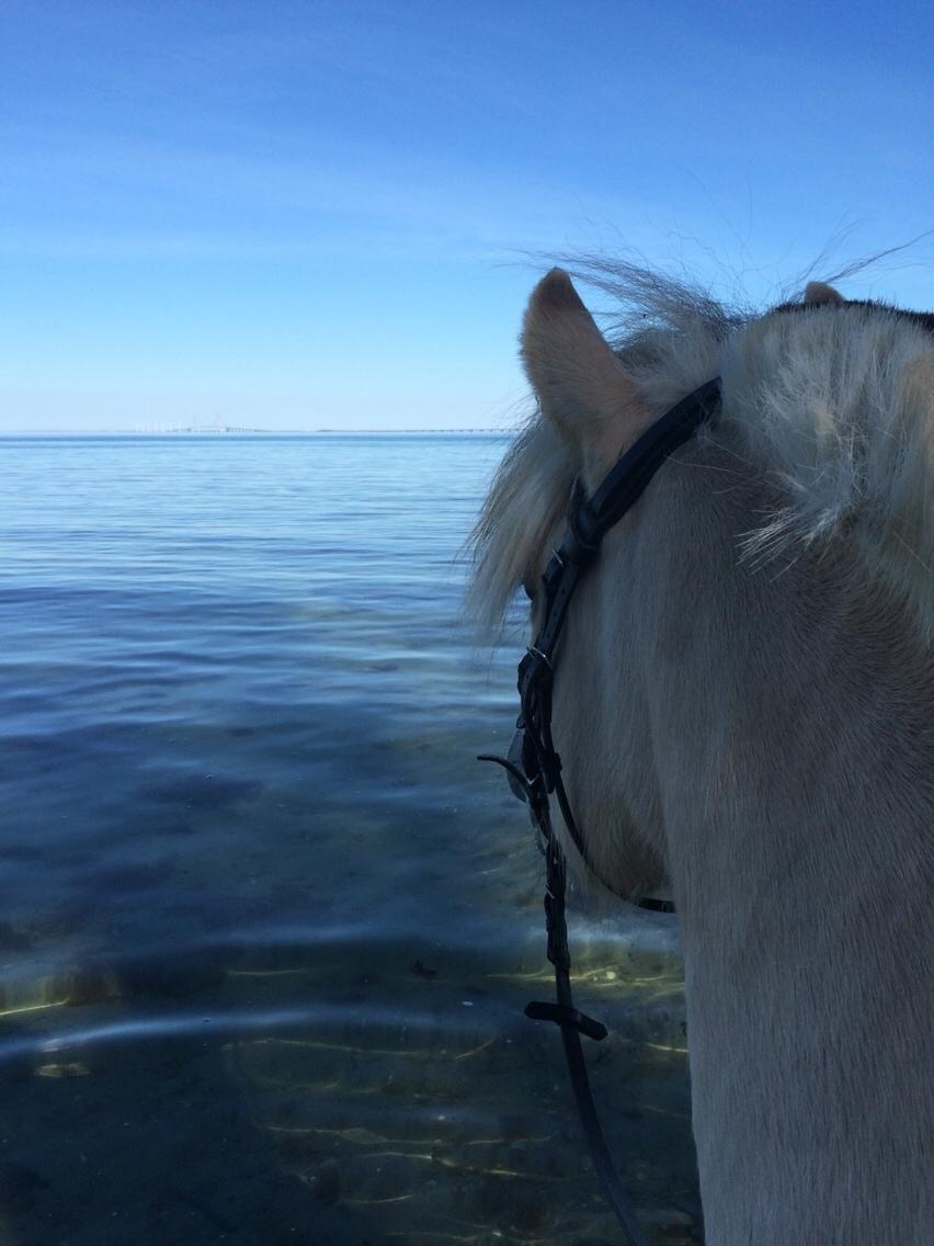 Fjordhest Murphy (solgt 15/6-17) billede 14