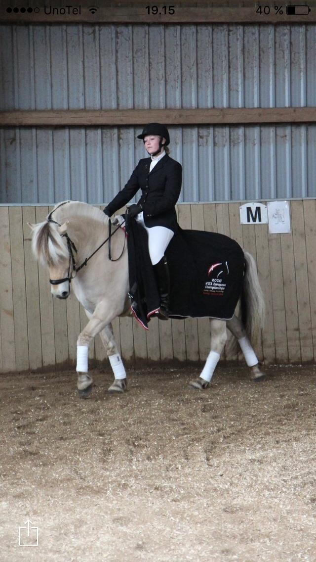 Fjordhest Murphy (solgt 15/6-17) billede 15