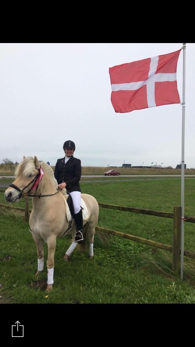 Fjordhest Murphy (solgt 15/6-17) billede 18