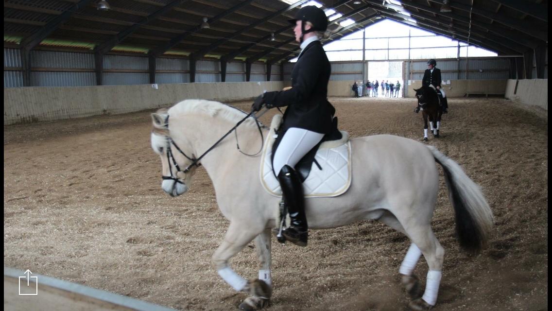 Fjordhest Murphy (solgt 15/6-17) billede 19