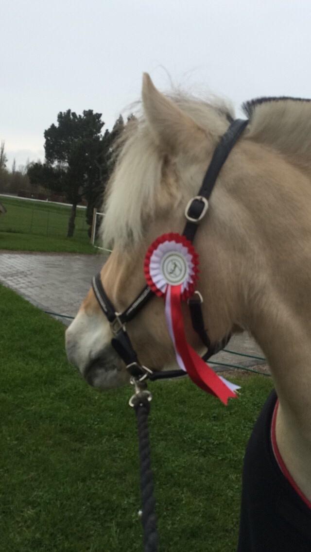 Fjordhest Murphy (solgt 15/6-17) billede 20