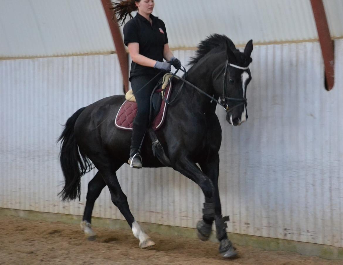 Oldenborg Gaya Hedegaard - Dressur april 2016 billede 19