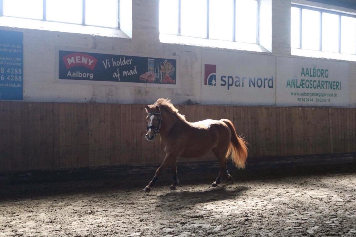 Anden særlig race Kashmir (tøsen) - hun skal til at springe og er vældig glad billede 3