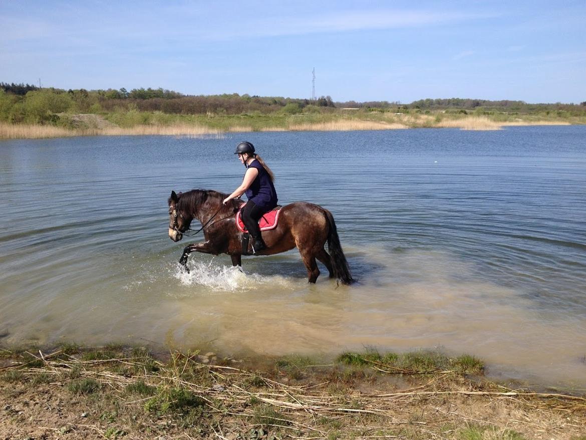 Anden særlig race Filicity (Freja) - Freja elsker vand - Maj 16 billede 5